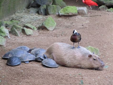 Animals Sitting On Capybaras — A Duck Sitting On A Capybara Surrounded