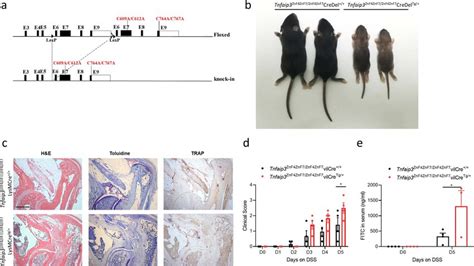 Conditional Floxed A Znf Znf Knock In Mice A Targeting Scheme