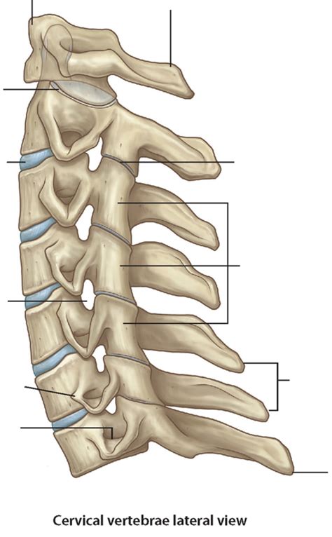 Diagram Of Cervical Vertebrae Lateral View Quizlet