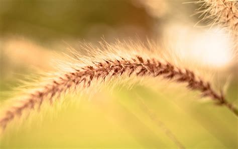 Wallpaper Sunlight Nature Branch Green Yellow Spikelets Pollen