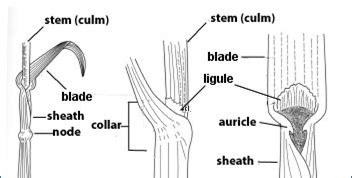 Intercalary Meristem Grass