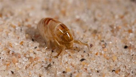 How To Get Rid Of Sand Fleas What You Should Know Artofit