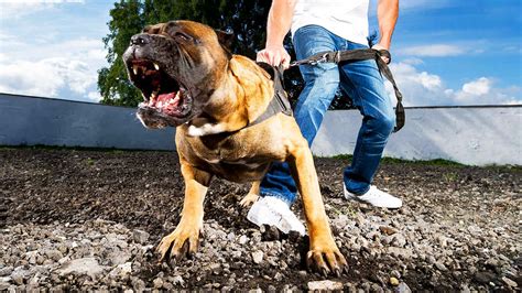 TOP 10 Most DANGEROUS DOGS in the World - Most Vicious Breeds!