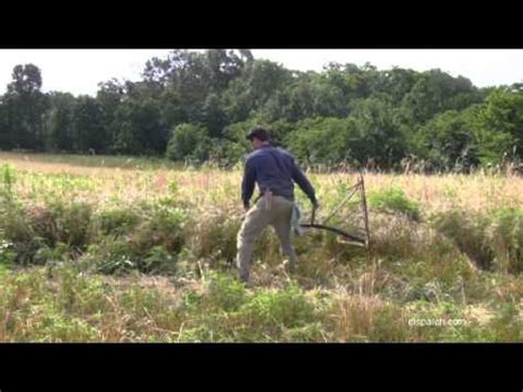 Harvesting Wheat The Old Fashioned Way Youtube