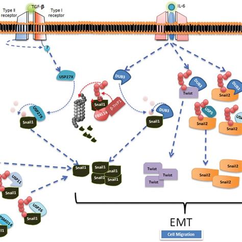 The Ubiquitin Pathway A Representation Of The Process Of Download Scientific Diagram