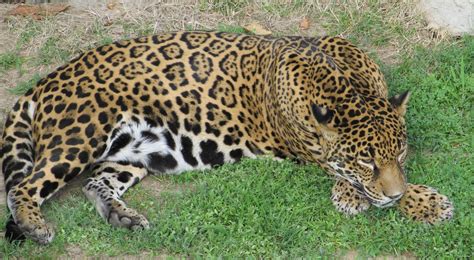 Free Images Nature Wildlife Zoo Portrait Sleeping Feline