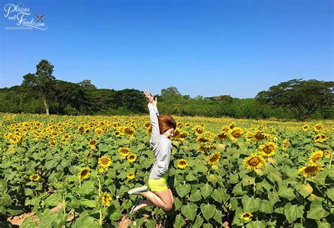 5 Instagram-Worthy Sunflower Fields You Should Visit Across Asia