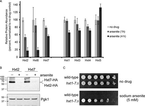 Arsenic Induced Downregulation Of Glucose Transporters A Relative