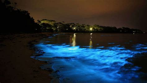 Night view of the glistening blue luminous surf in Jamaica