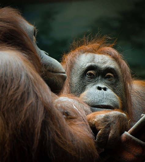 orangutan conservation practices techniques otto