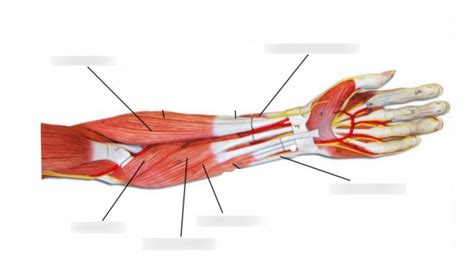 Upper Limb Part 2 Diagram Quizlet