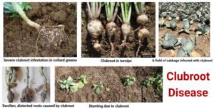 Clubroot Disease Causes Symptoms Disease Cycle Control