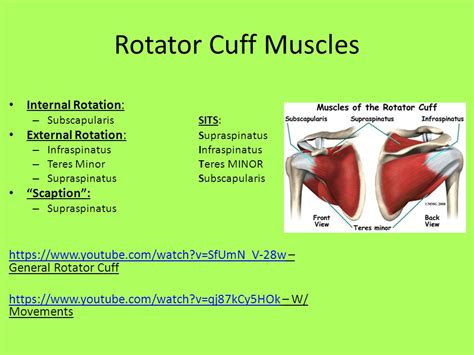 Muscles Of The Shoulder Complex Mr Brewer Shoulder Movements