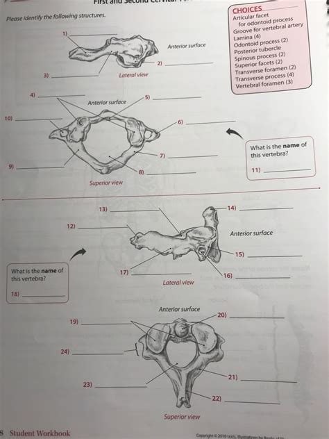 First And Second Cervical Vertebrae Landmarks Diagram Quizlet