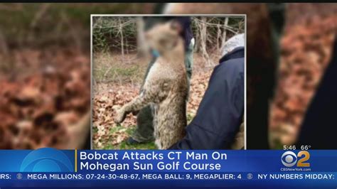 Bobcat Attack