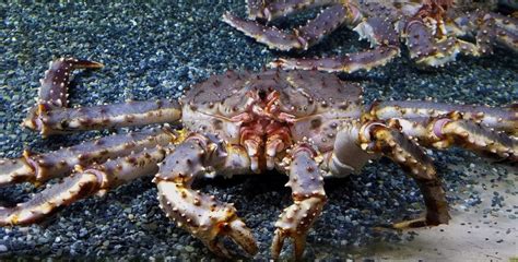 Biggest King Crab Ever Recorded American Oceans