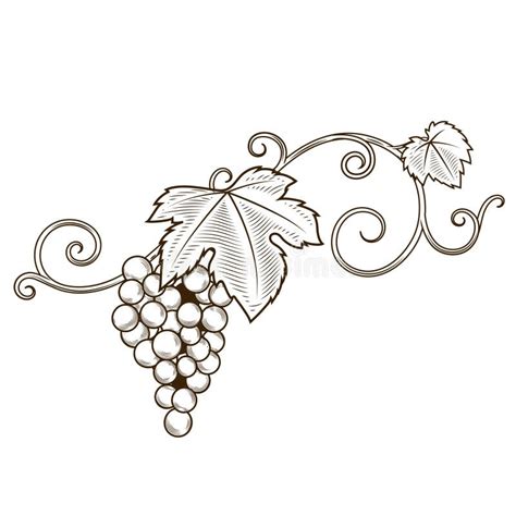 Grape Vine Branches Ornament Vector Stock Vector - Illustration of ...