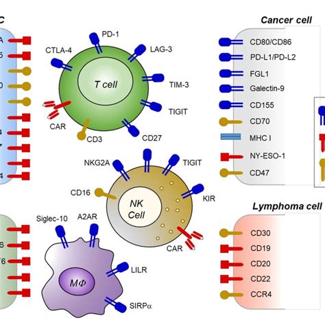 Types of hematologic malignancies and immunotherapies that received FDA... | Download Scientific ...