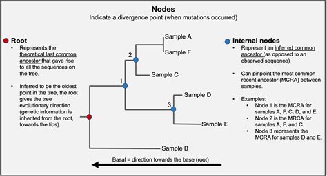 Genomic Epi Basics Practice Reading Phylogenetic Trees Cz Gen Epi