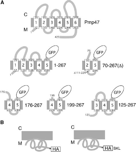 Figure From Multiple Targeting Modules On Peroxisomal Proteins Are