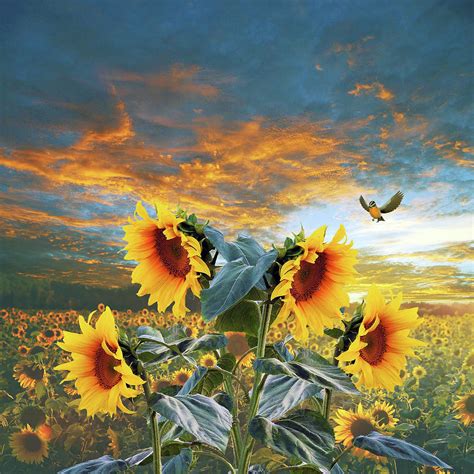 Sunflower And Bird Mixed Media by Ata Alishahi - Pixels