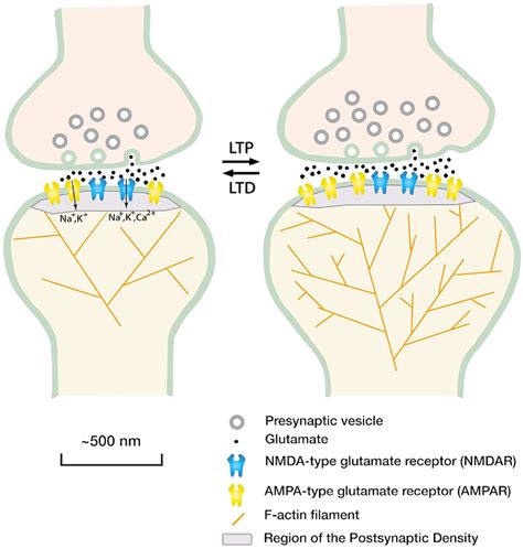 Figure 1 From The Protein Biochemistry Of The Postsynaptic Density In