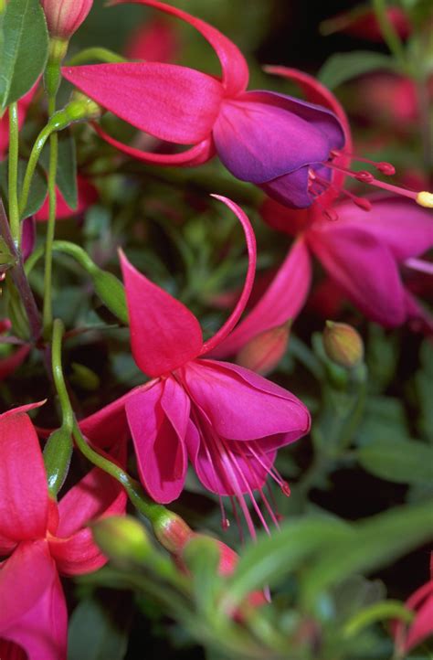 How to grow fuchsias: make them the centrepiece of your borders, pots