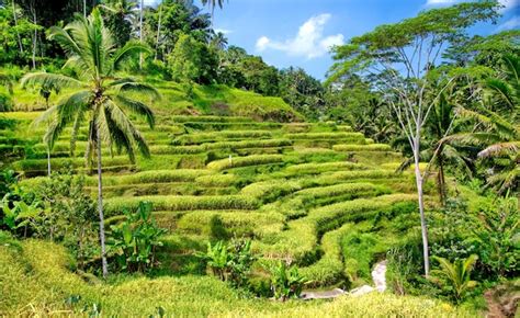 Premium Photo | Rice terraces in Bali