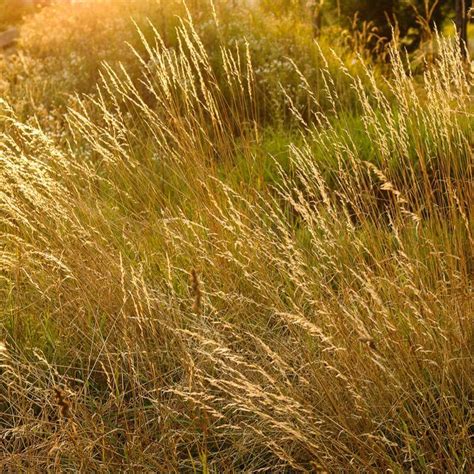 Seeds of Tufted Hairgrass - DESCHAMPSIA CESPITOSA - T.O.G