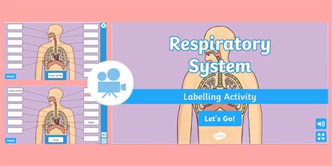 Respiratory System Interactive Labelling Activity Twinkl