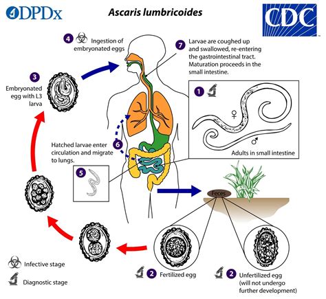 Ascaris Lumbricoidis Life Cycle Drawing With Steps