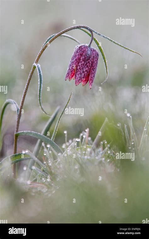 Purple Snakes Head Fritillary Hi Res Stock Photography And Images Alamy