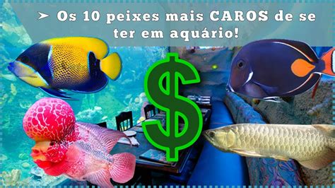 Os Peixes Mais Bonitos Do Mundo Voc Realmente Sabia Marketing