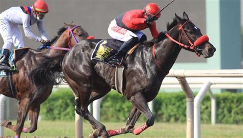 Gran Premio Latinoamericano 2024 en Perú Hipódromo de Monterrico será