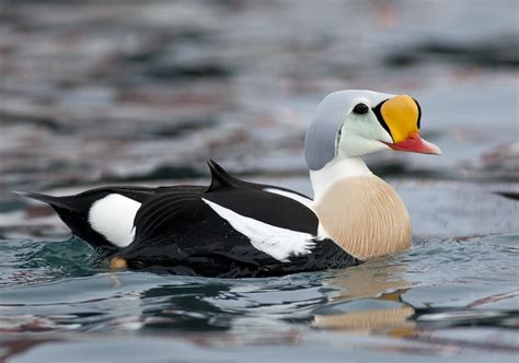 Flickriver: Searching for photos matching 'King Eider duck'