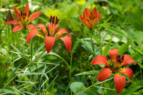 Lilium Philadelphicum Wood Lily Special Vegetation