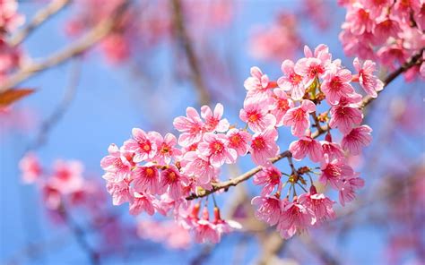 Spring Sakura Flower Sky Branch Pink Cherry Blossom Blue Hd Wallpaper Peakpx