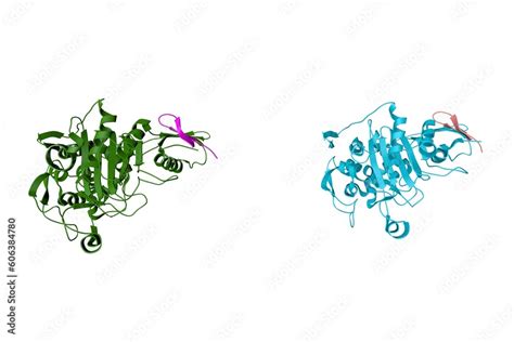 Penicillin Binding Protein 1a Acyl Enzyme Complex Biapenem Ribbons