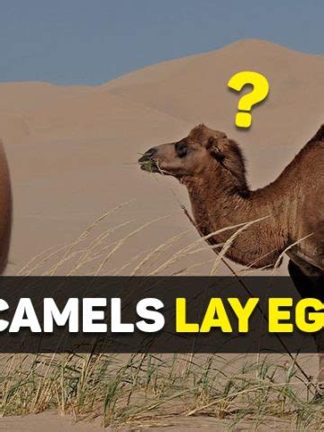 How Do Camels Eat Simply Explained The Daily Wildlife