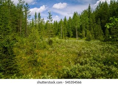 Beautiful Finnish Forest Landscape Stock Photo 545354566 | Shutterstock