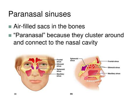 Ppt The Axial Skeleton Powerpoint Presentation Free Download Id