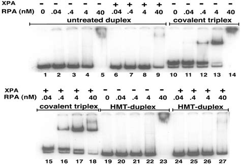 Human Xpa And Rpa Dna Repair Proteins Participate In Specific