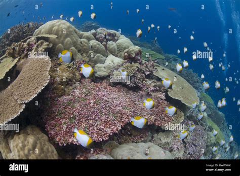 Pyramid Butterflyfish Hemitaurichthys Polylepis Shoal Swimming Over