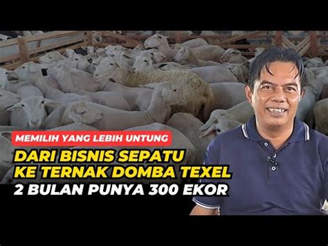 Pindah Haluan Dari Bisnis Sepatu Ke Ternak Domba Texel Lebih Untung