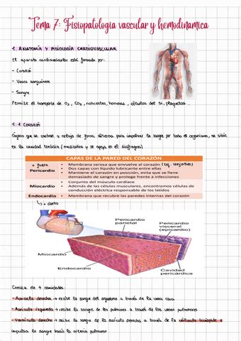 Apuntes Tema Fisiopatologia Vascular Pdf