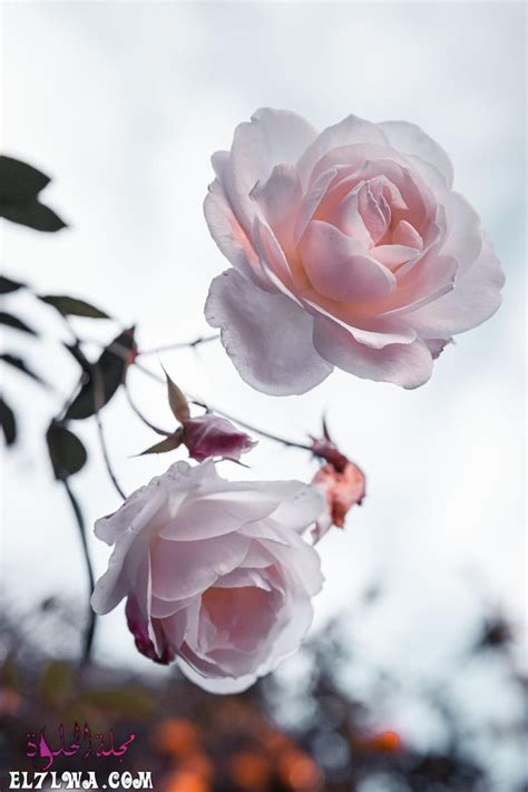 Beautiful Pink Roses: A Delightful Gift for Your Loved Ones