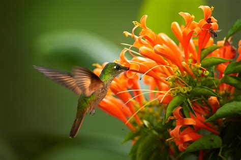 Hummingbird on Orange Trumpet Flower - Wagners Greenhouse