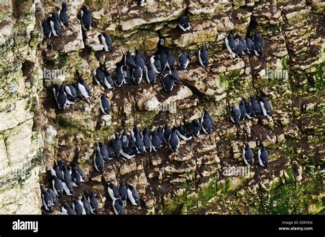 Guillemots Uria Aalge Adults Roosting On The Cliff Face At Rspb