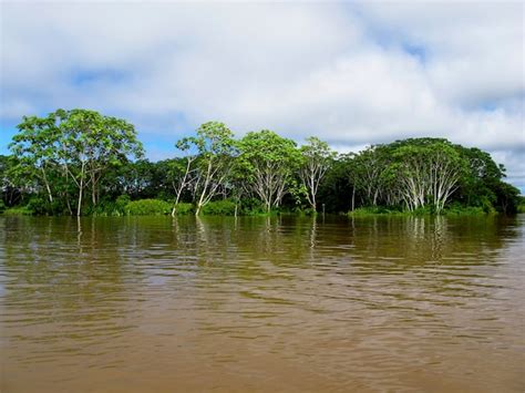 El Río Amazonas En Perú Sudamérica Foto Premium