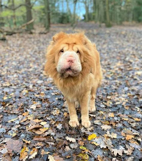 The Bear Coat Shar-Pei: What Makes This Breed Extra-Special?